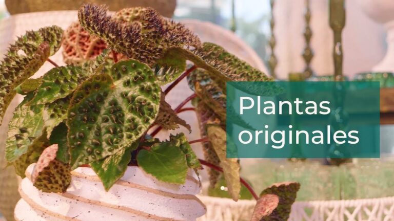 Gu&iacute;a para comprar begonias raras