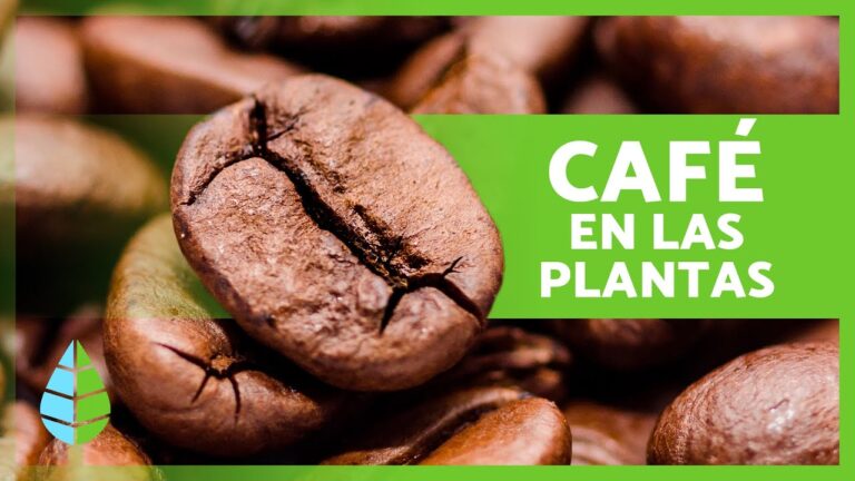 Efectos del caf&eacute; en el crecimiento de las plantas