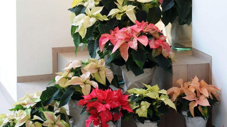 Tipos de Plantas de Navidad: Guía Esencial para Decorar tu Hogar