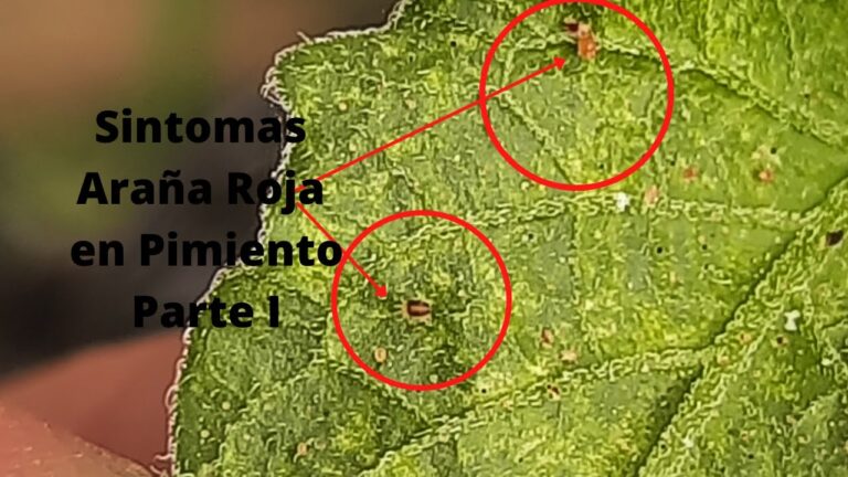 Control de ácaros en cultivos de pimiento: estrategias para combatir la araña roja