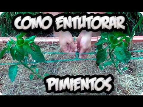Gu&iacute;a r&aacute;pida para cultivar tutores de pimientos