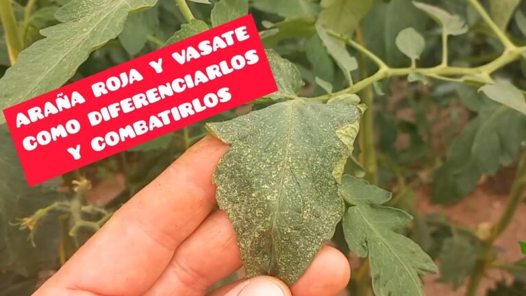 Guía para el control de la araña tomatera en tu cultivo
