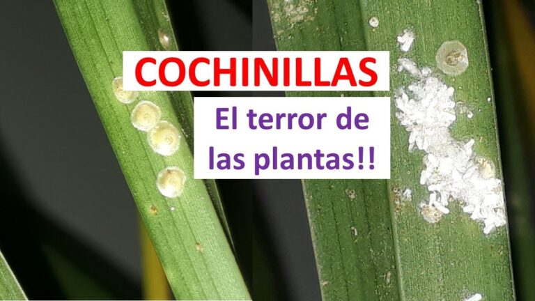 Causas de la Aparición de Cochinilla en Plantas