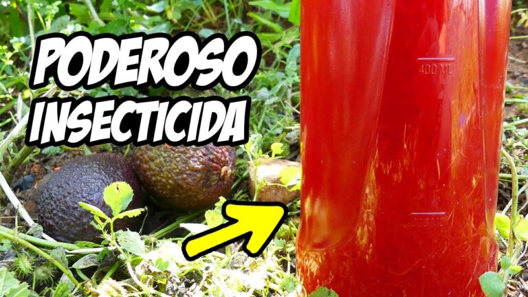 Insecticida casero: La mejor solución