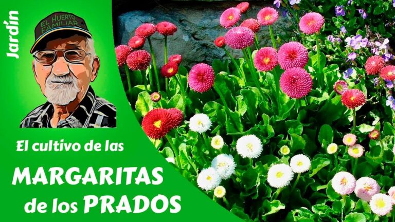 Guía para saber cuándo plantar margaritas