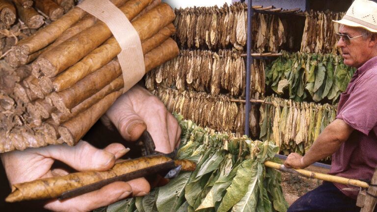 Puros Pata de Elefante: La Historia y Cultivo de una Planta Exótica