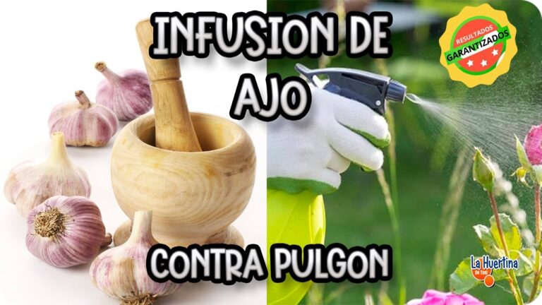Ajo: el arma secreta contra el pulgón