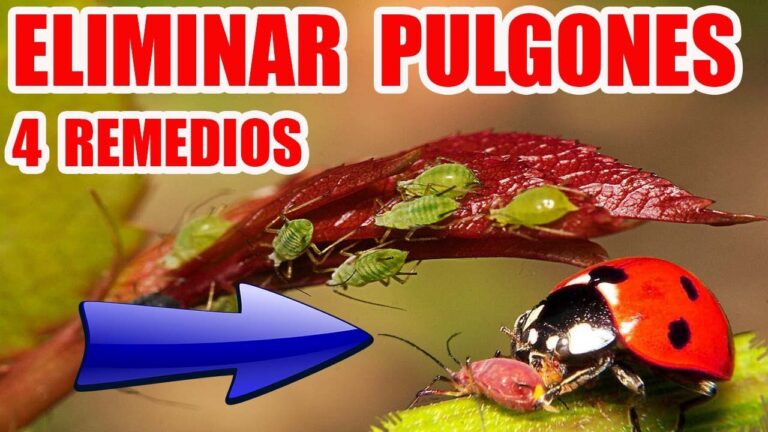 Remedios caseros efectivos para eliminar pulgones en rosales