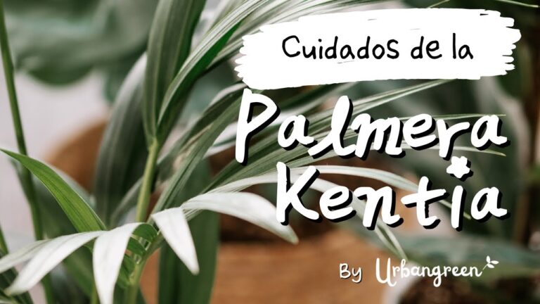 Gu&iacute;a para Comprar una Kentia Grande: Todo lo que Necesitas Saber