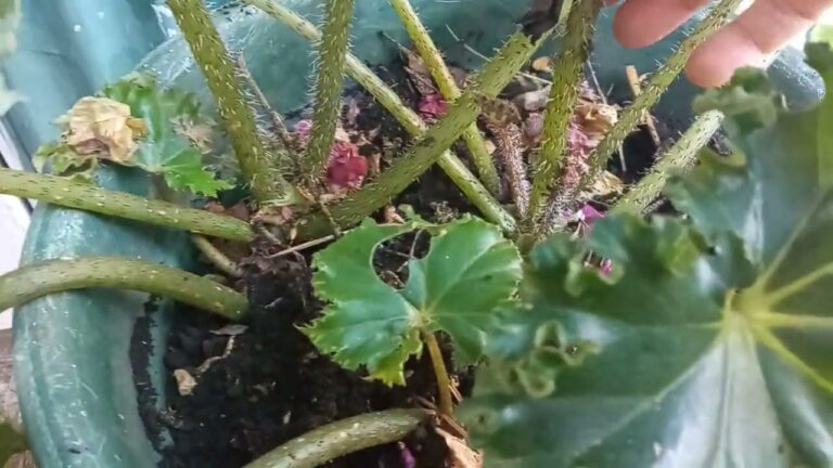 Guía de cuidados para la Begonia Lechuga