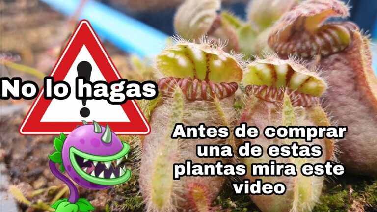 Gu&iacute;a de compra de plantas carn&iacute;voras: Precios y consejos