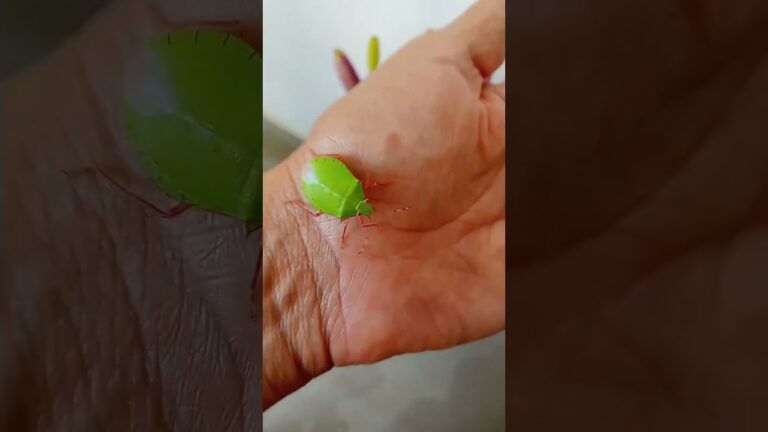 Cómo deshacerte de los bichos verdes voladores en casa.