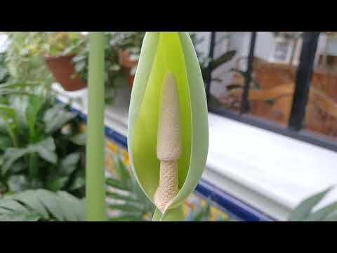 Guía Práctica: Qué Hacer con la Flor de la Alocasia