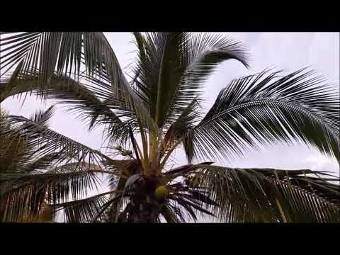 Características destacadas de la palmera