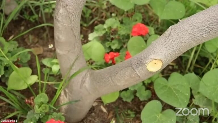 Arboles frutales de bajo mantenimiento: guía completa
