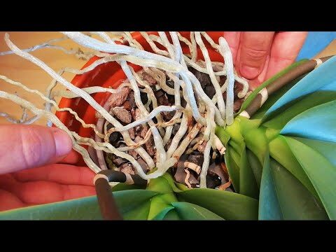 Cuidados óptimos para tu planta de orquídea