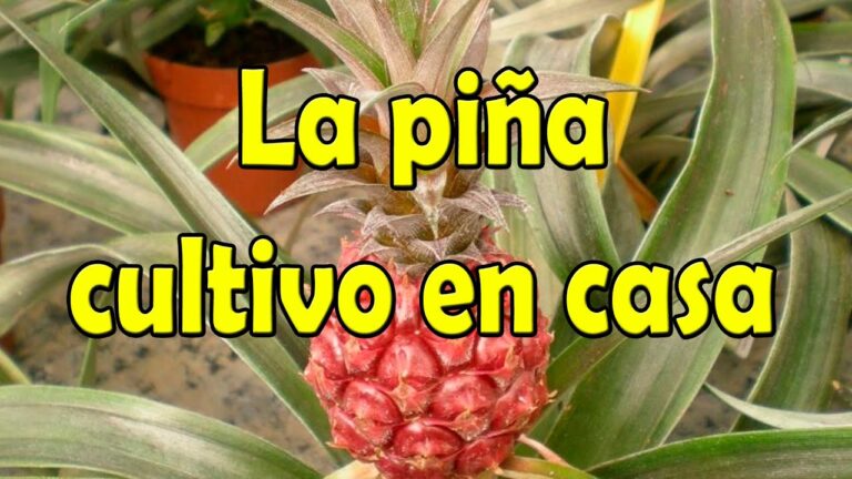 Cuidados Esenciales para Cultivar Piña en Maceta
