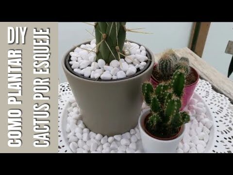 Guía para plantar un cactus sin raíz