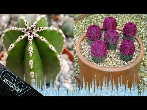 Cactus resistentes al frío y al sol: variedades ideales para su jardín