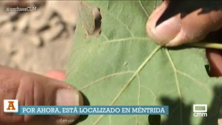 Insecticida eficaz para eliminar mosquitos verdes