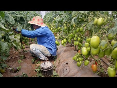 Tomatera: C&oacute;mo enfrentar la falta de agua en el cultivo de tomates