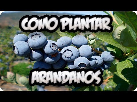 Gu&iacute;a completa del &aacute;rbol de ar&aacute;ndanos: cuidado y cultivo
