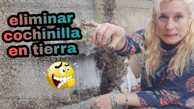 Gu&iacute;a para eliminar las cochinillas de la tierra