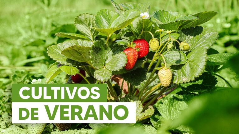 10 plantas ideales para sembrar en verano