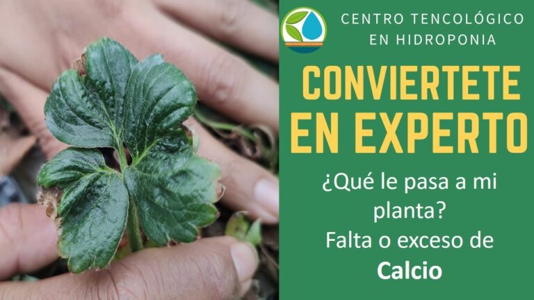 Exceso de calcio en plantas: Causas y soluciones