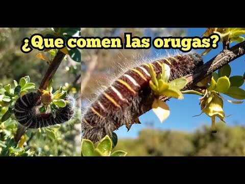 Orugas que comen: Gu&iacute;a completa de sus h&aacute;bitos alimenticios