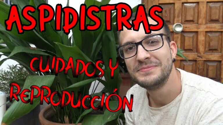Consejos para combatir las puntas secas en las aspidistras