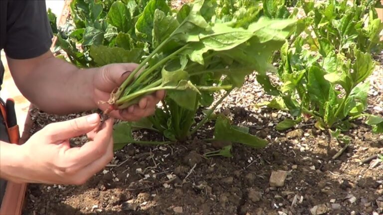 Secretos para cultivar espinacas espigadas de forma &oacute;ptima