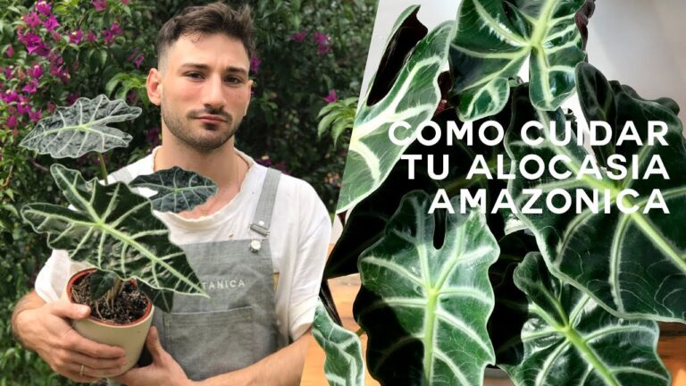 Guía completa para el cuidado de la Alocasia Polly
