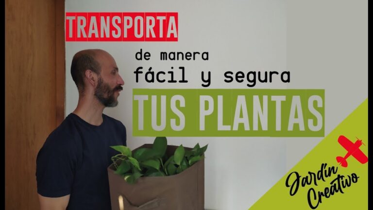 Regalo plantas por mudanza: &iexcl;Aprovecha esta oportunidad!