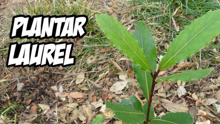 Guía Práctica para Plantar un Laurel
