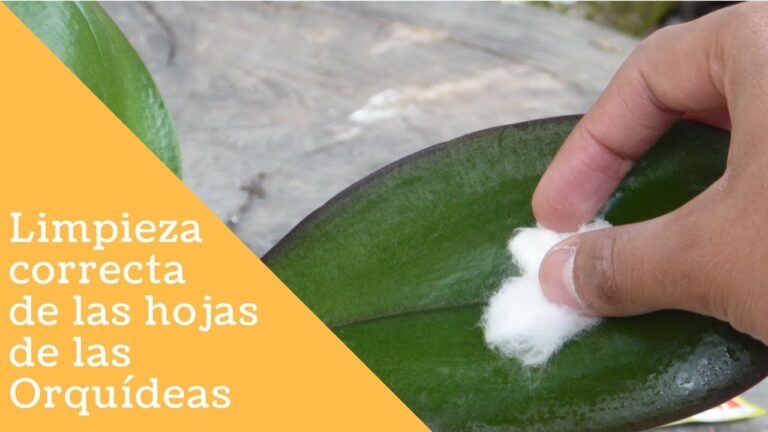 Guía para limpiar las hojas de las orquídeas