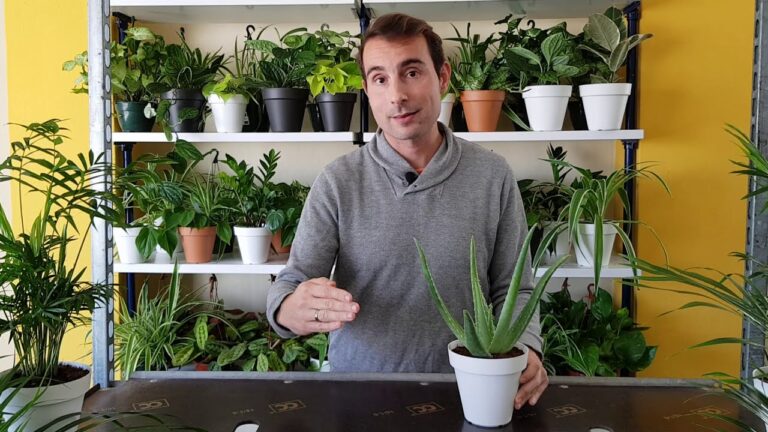 Gu&iacute;a para regar el aloe vera: &iquest;Con qu&eacute; frecuencia?