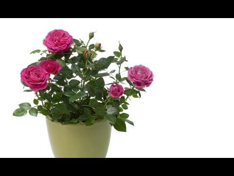 Rosal Mini: Diseño interior y exterior optimizado