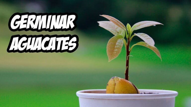 Beneficios del Hueso de Aguacate para la Salud