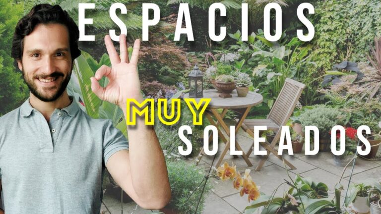 Plantas resistentes al sol para terrazas