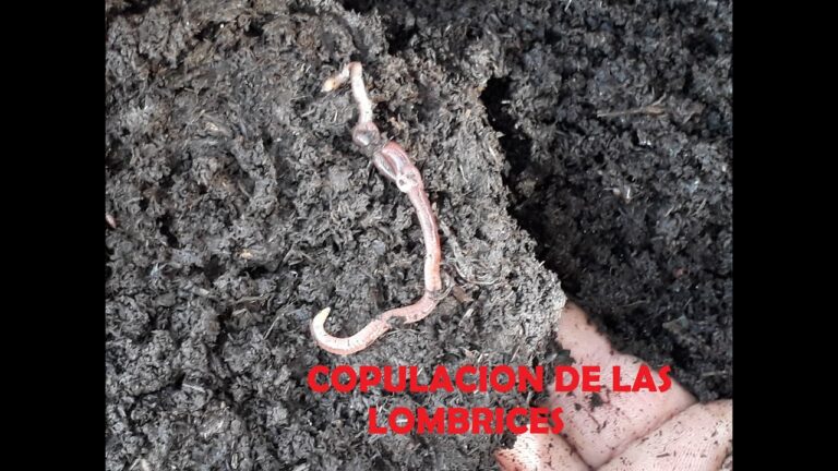 Reproducción de las lombrices: todo lo que necesitas saber