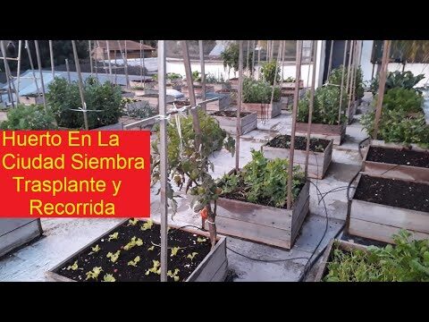 Mejor momento para sembrar zanahorias según la luna