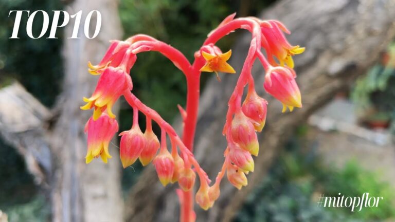 Suculentas Ex&oacute;ticas en Flor