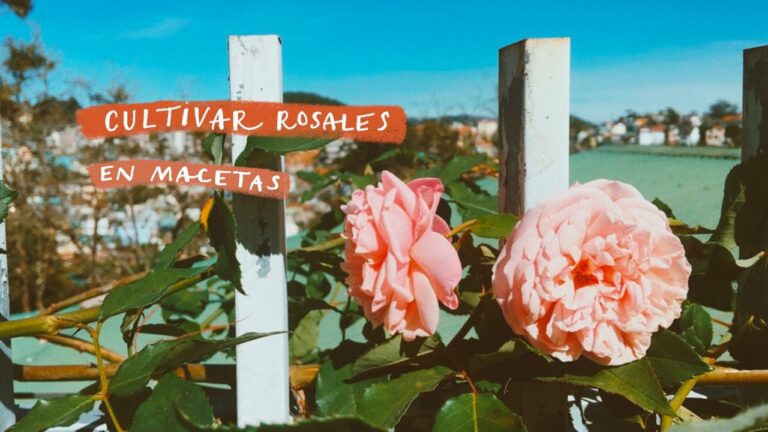 Guía para plantar rosas en macetas