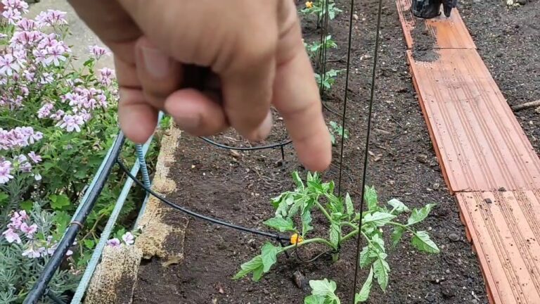 Entutorado Efectivo de Tomates con Cuerdas Verticales