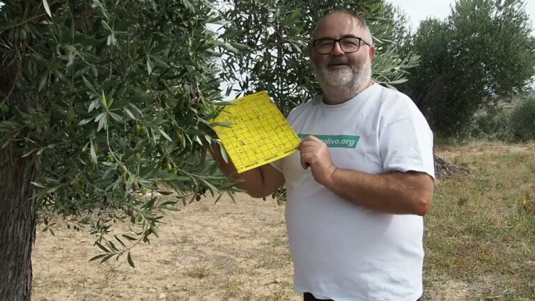 Control de la Palomilla del Olivo: Estrategias Efectivas