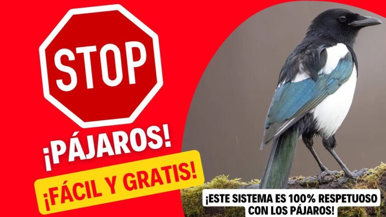 Semillas de habas en Leroy Merlin: Gu&iacute;a de compra y consejos