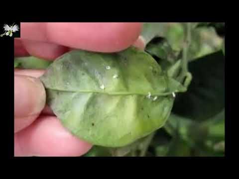 Cómo combatir la mosca blanca en los naranjos