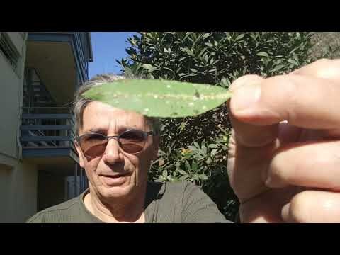 La Cochinilla del Laurel: Gu&iacute;a Completa para su Control