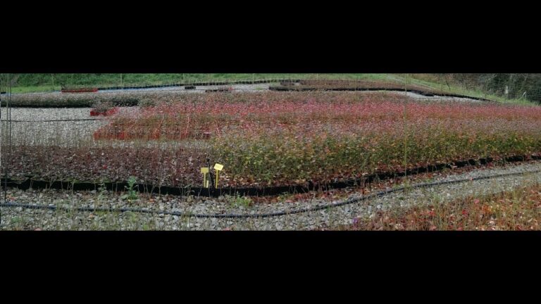 Guía para Comprar Plantas de Arándano Efectivamente